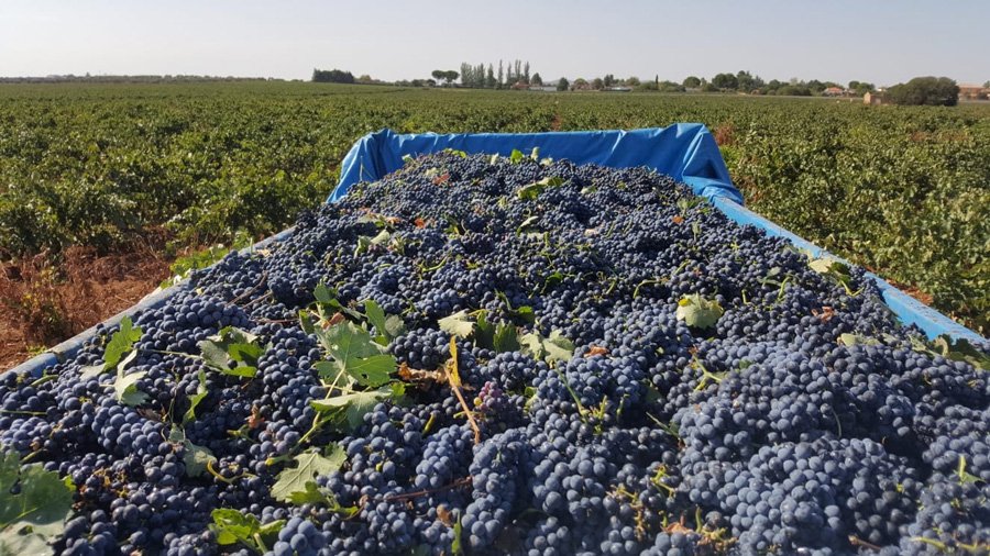 Harvesting grapes at Bodegas Orán and Bodegas de Occidente.