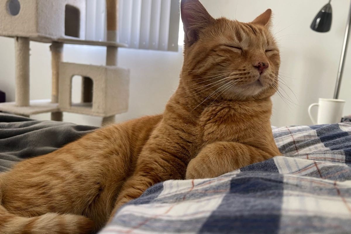 A relaxed cat, resting on a throw.