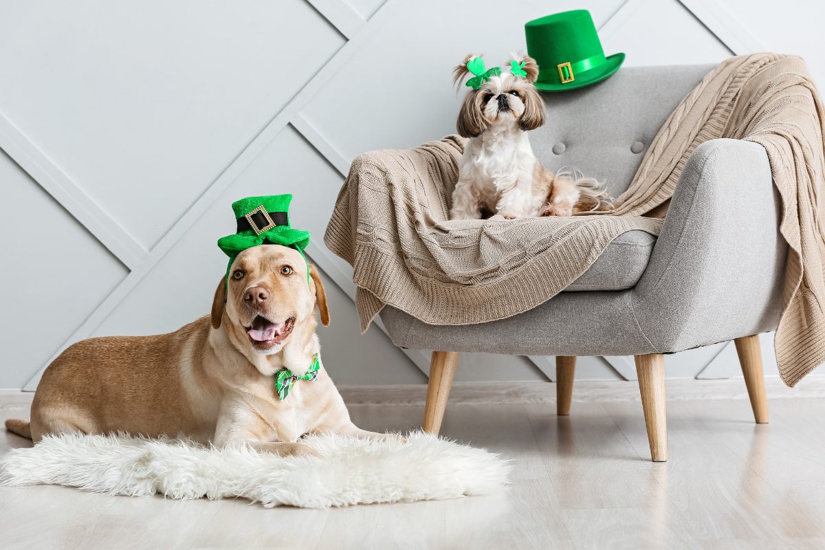 Cute dogs at home with props for a St. Patrick´s Day celebration.