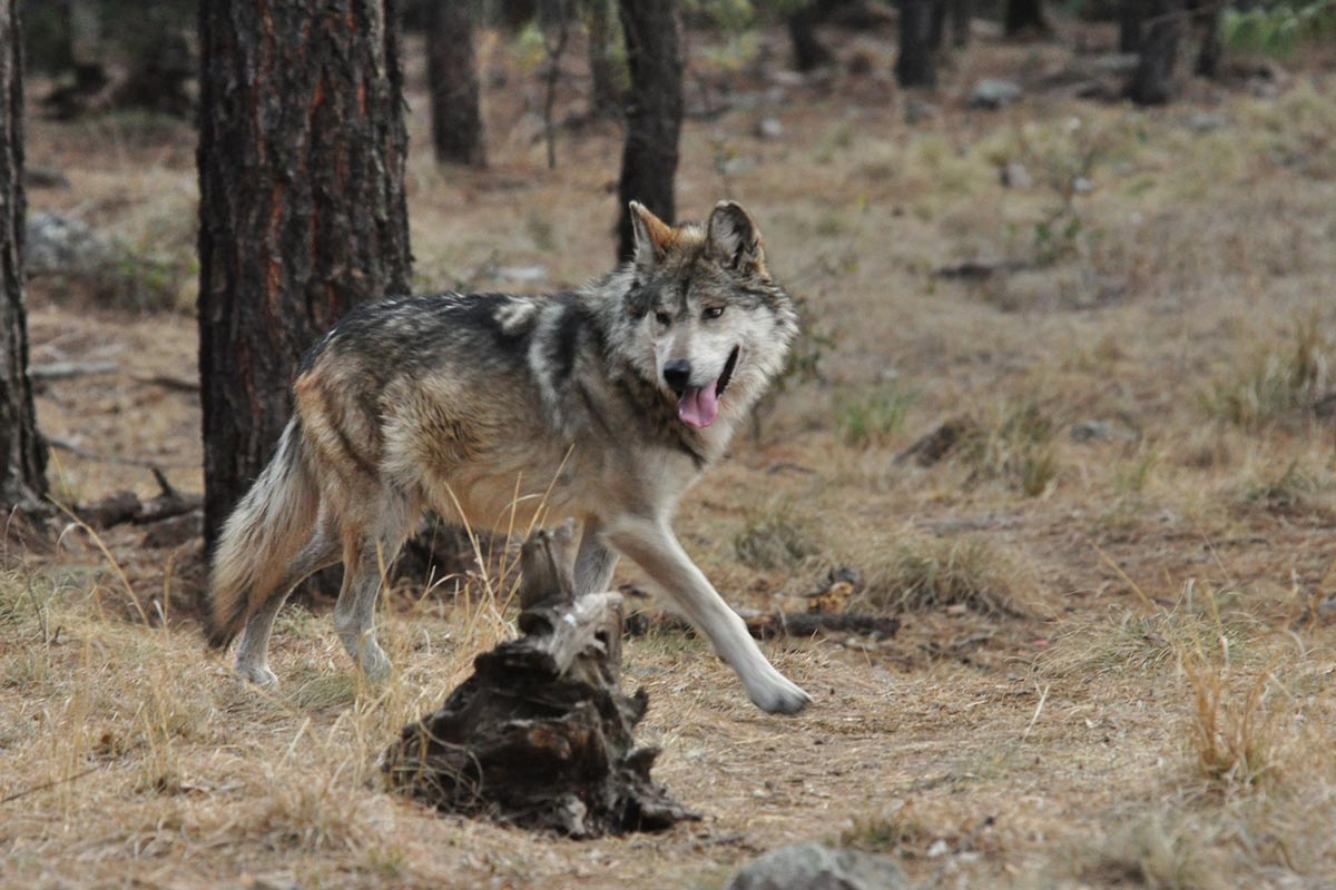 A wolf in its natural environment.
