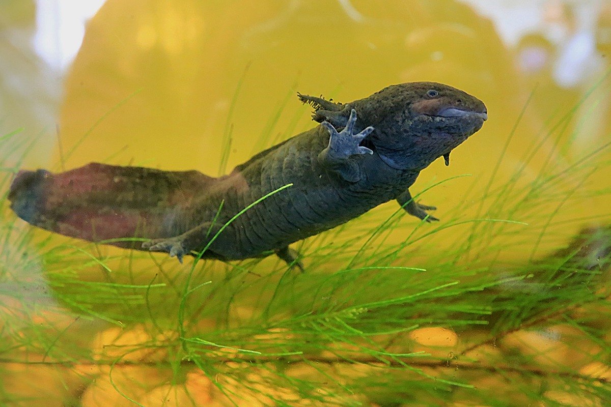 Dark-colored axolotl swimming among green aquatic plants, with its external gills and one front leg clearly visible.