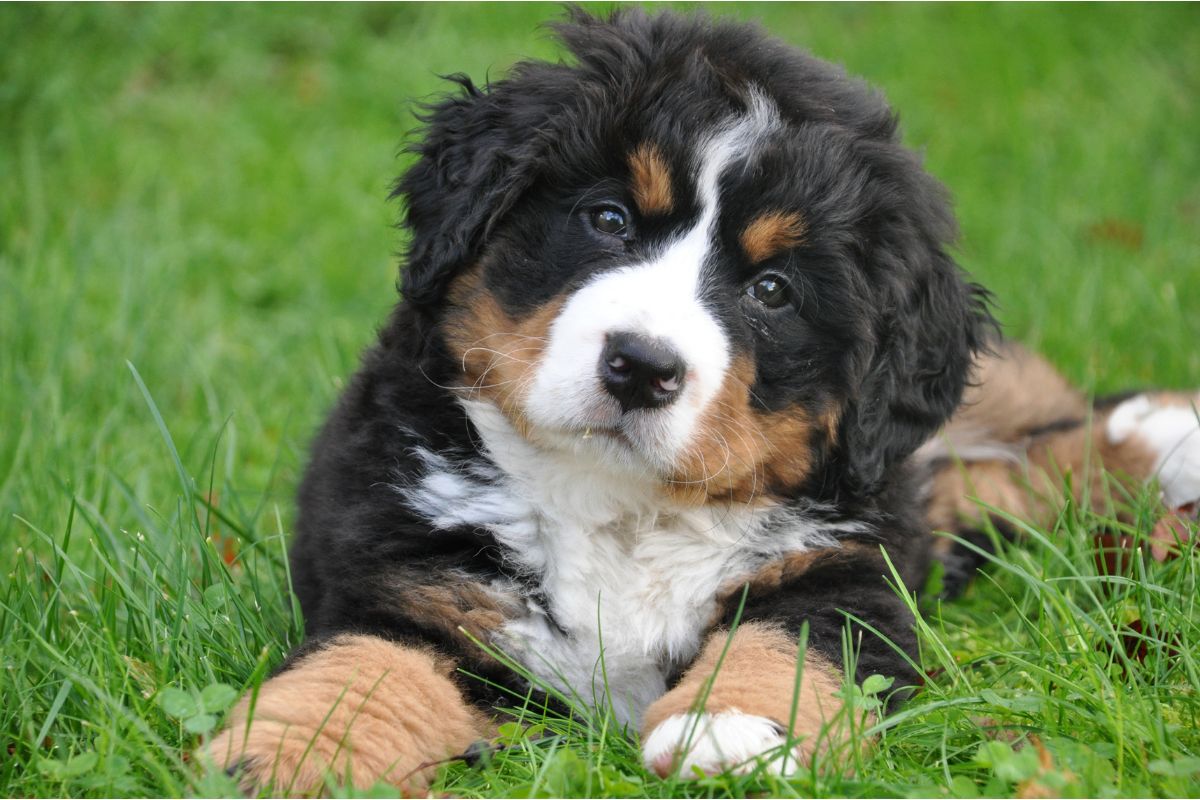 Bernese Mountain Dog puppy lying in green grass, looking at the camera.