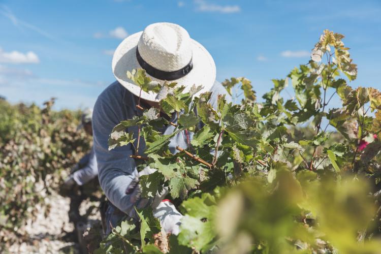 Bodegas Emilio Moro, harvest 2021.