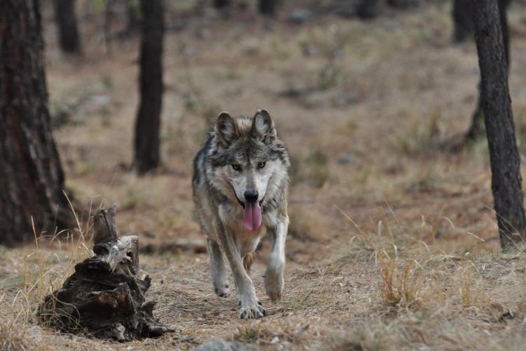 A wolf running among trees.