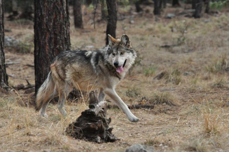 A wolf in its natural environment.