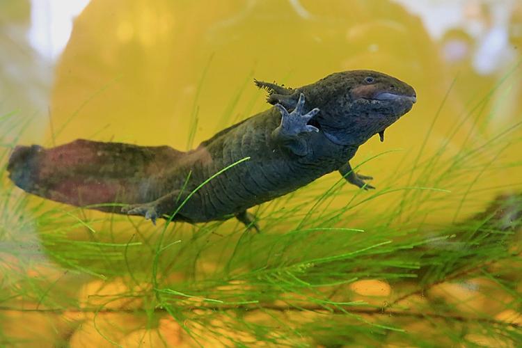Dark-colored axolotl swimming among green aquatic plants, with its external gills and one front leg clearly visible.