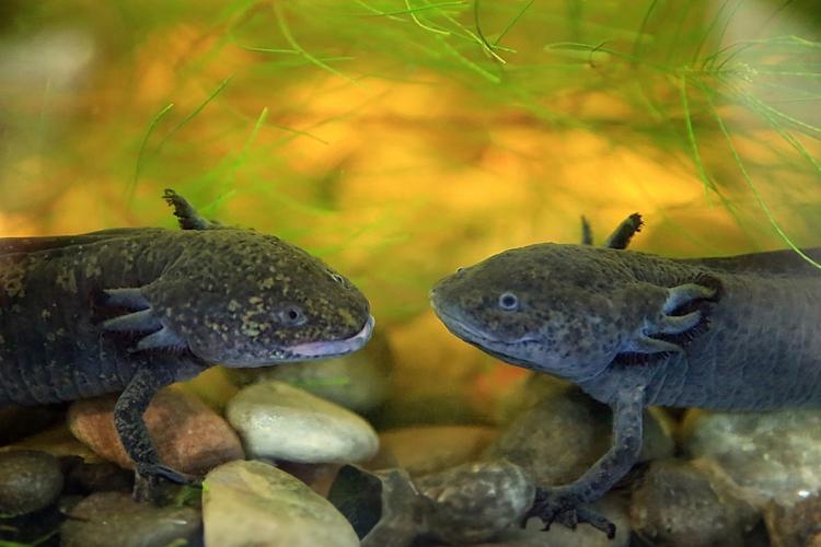 Two dark-colored axolotls facing each other in an aquarium, above a bed of stones and green aquatic plants.