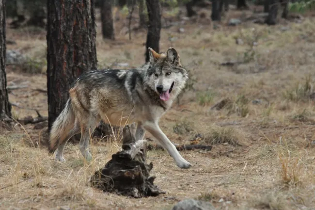 A wolf in its natural environment.