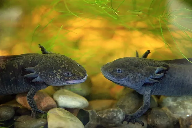 Two dark-colored axolotls facing each other in an aquarium, above a bed of stones and green aquatic plants.