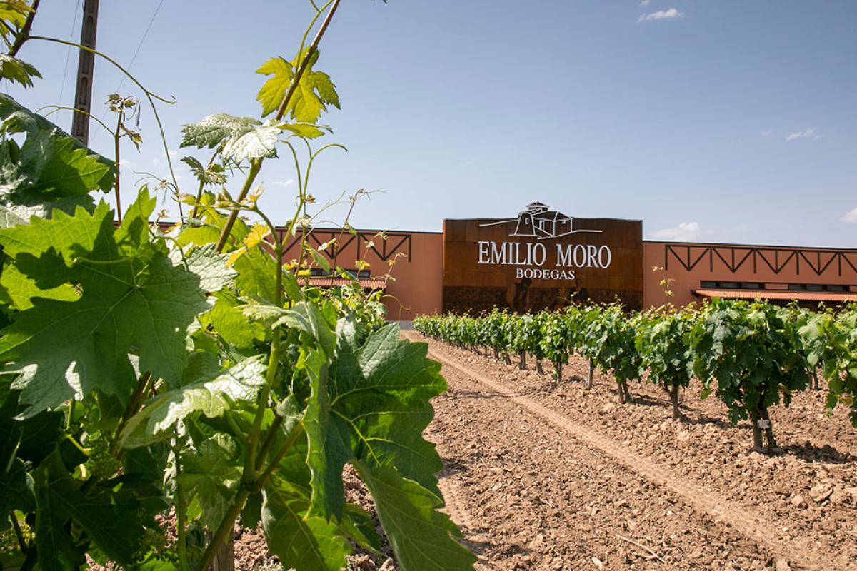 Emilio Moro wine estate.